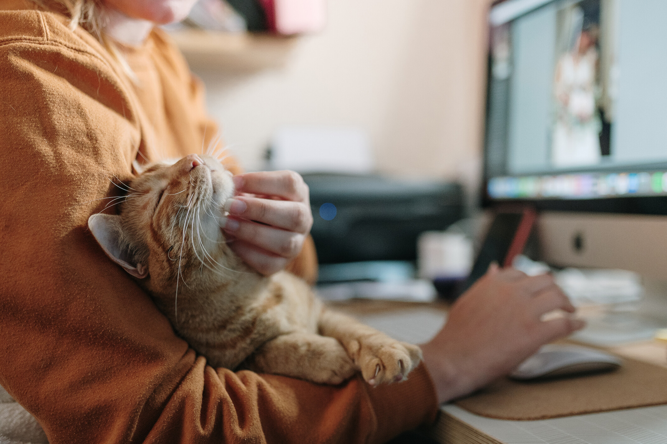 Connecticut most pet-friendly state