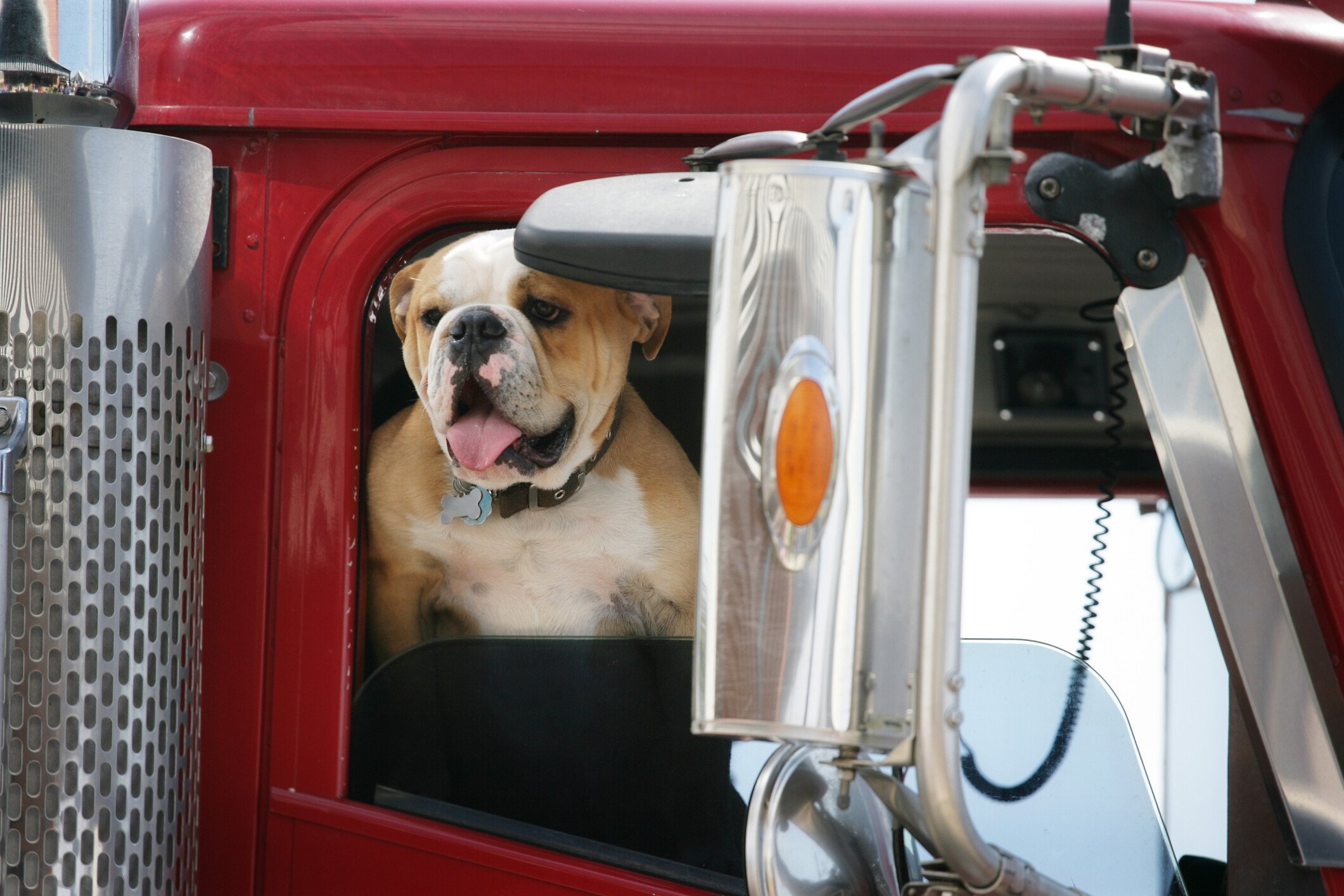 Pets can improve your health both physically and mentally