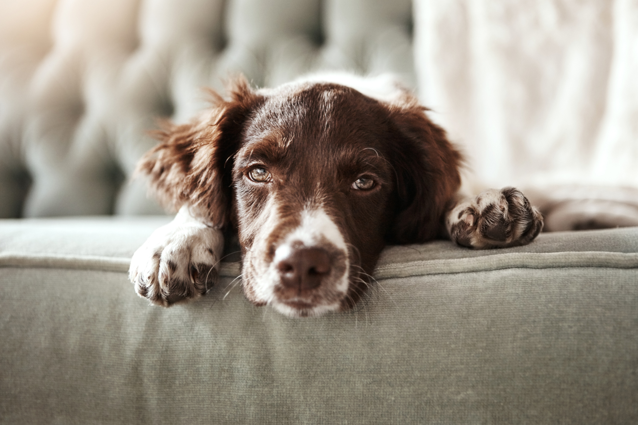 Furry cuteness