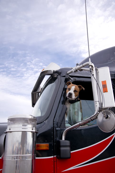 How Animal Companionship Benefits Truckers on the Road
