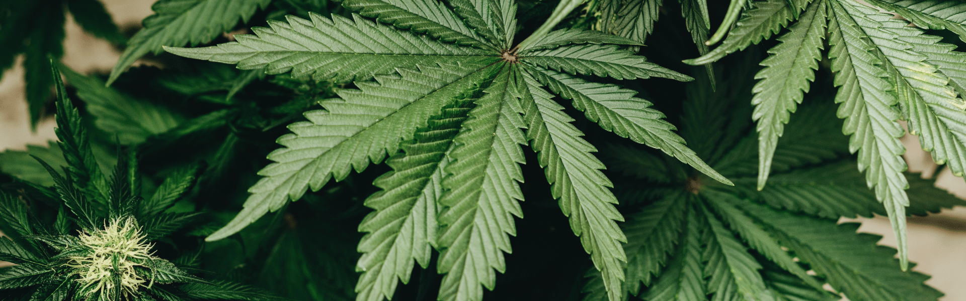 ATRI Requests Driver Input on Legalized Marijuana