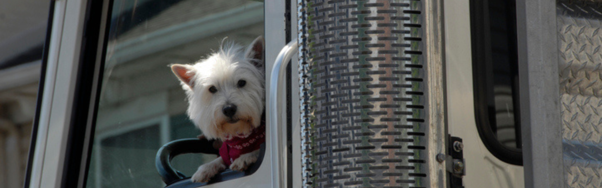Trucking with Pets: Tips for Traveling with Furry Companions