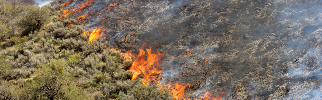 fire on ground