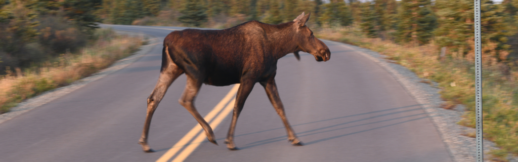 Moose on road