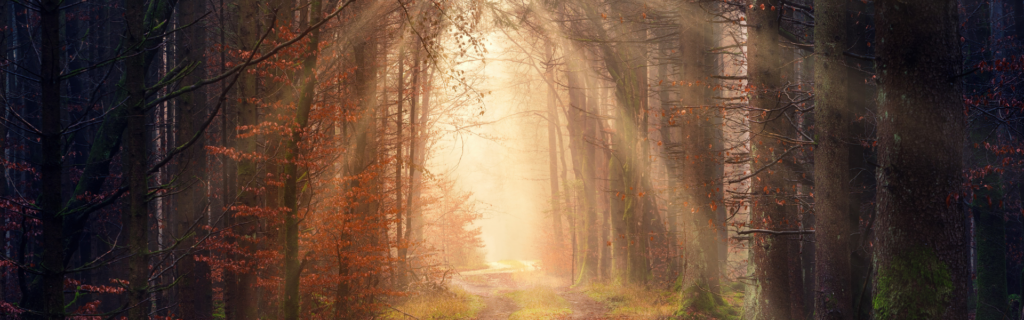 sunlight coming through the trees in the forest