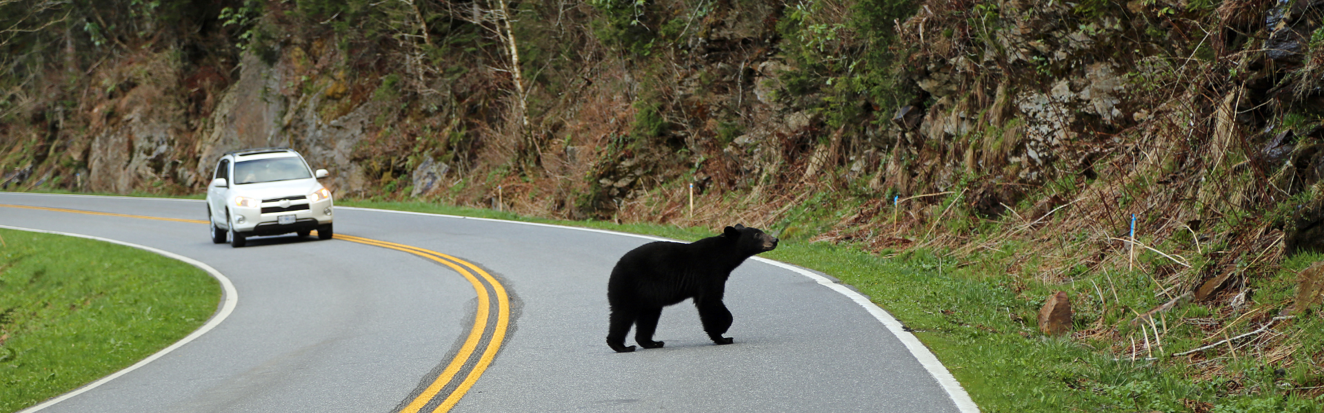 Caution Urged for Motorists Regarding Black Bear Activity in Tennessee