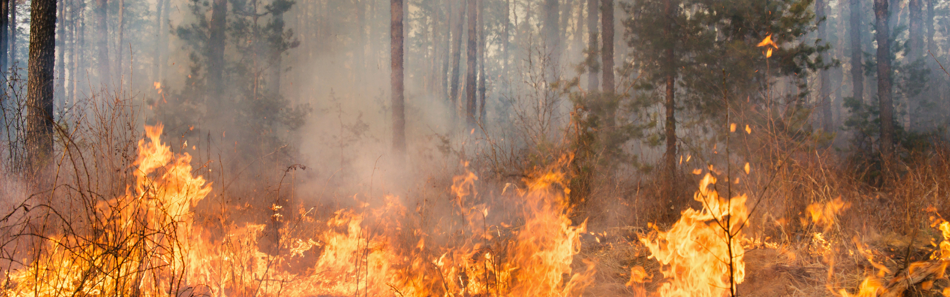 Emergency Waiver Enacts HOS Regulations Suspension Amid Oregon Wildfire Crisis