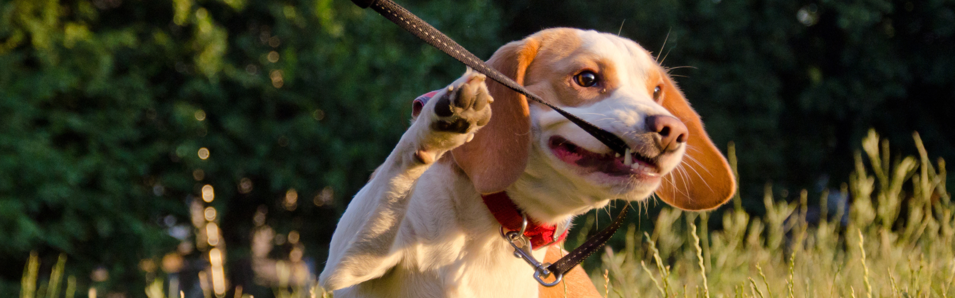 Must-Know Pet-Friendly Truck Stops for Drivers with Furry Co-Pilots