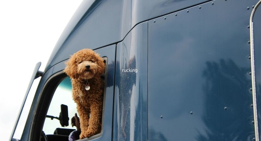 Compare national trucking carriers with pet and passenger programs and learn what drivers should verify before bringing a rider or pet on the road.