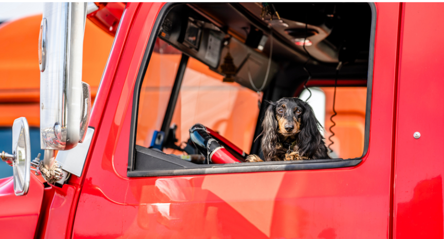 Learn how truck drivers traveling with pets can prepare for emergency vet care on the road, including clinic options, pet records, medication refills, and emergency contacts.